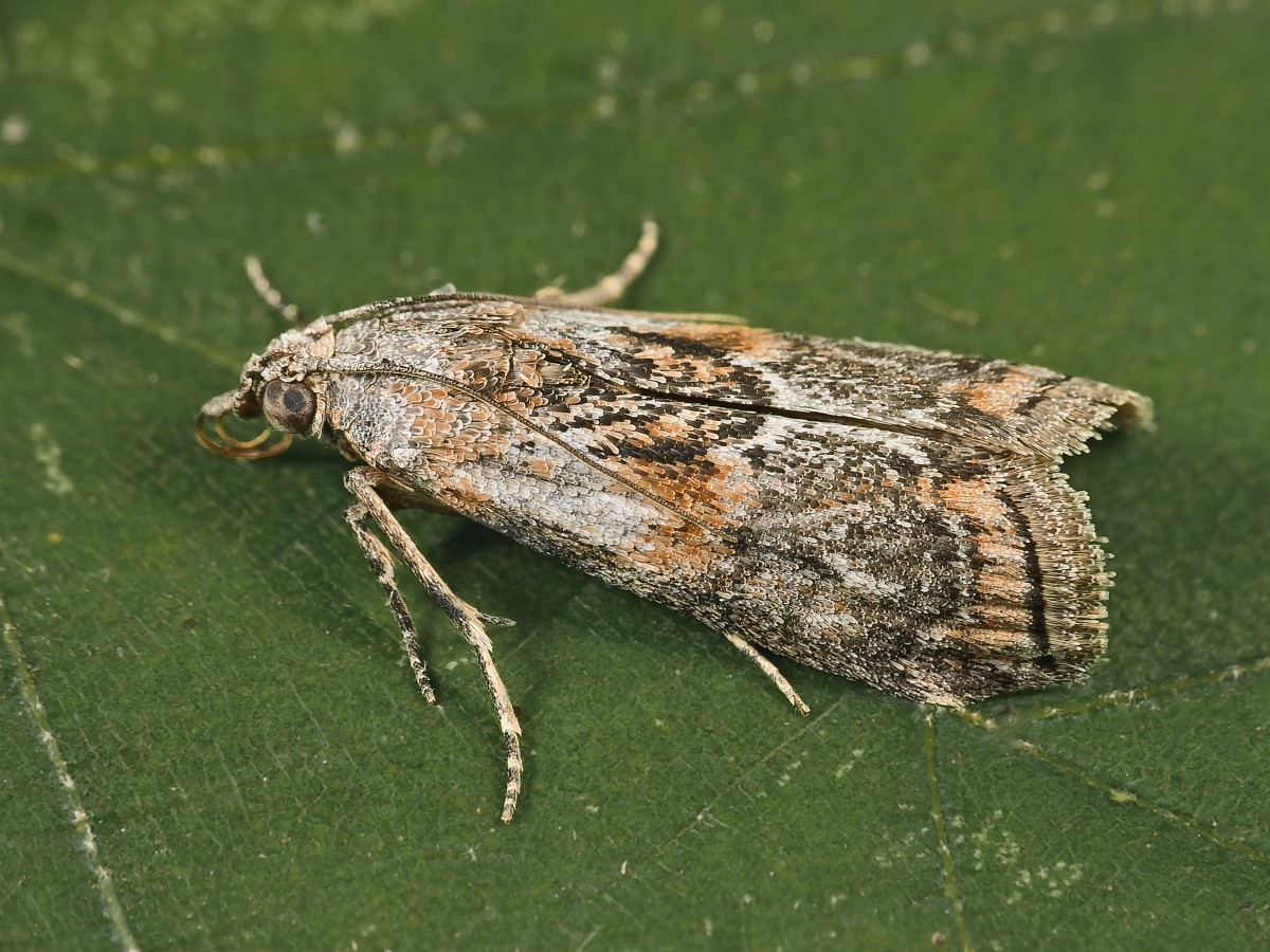 Acrobasis suavella